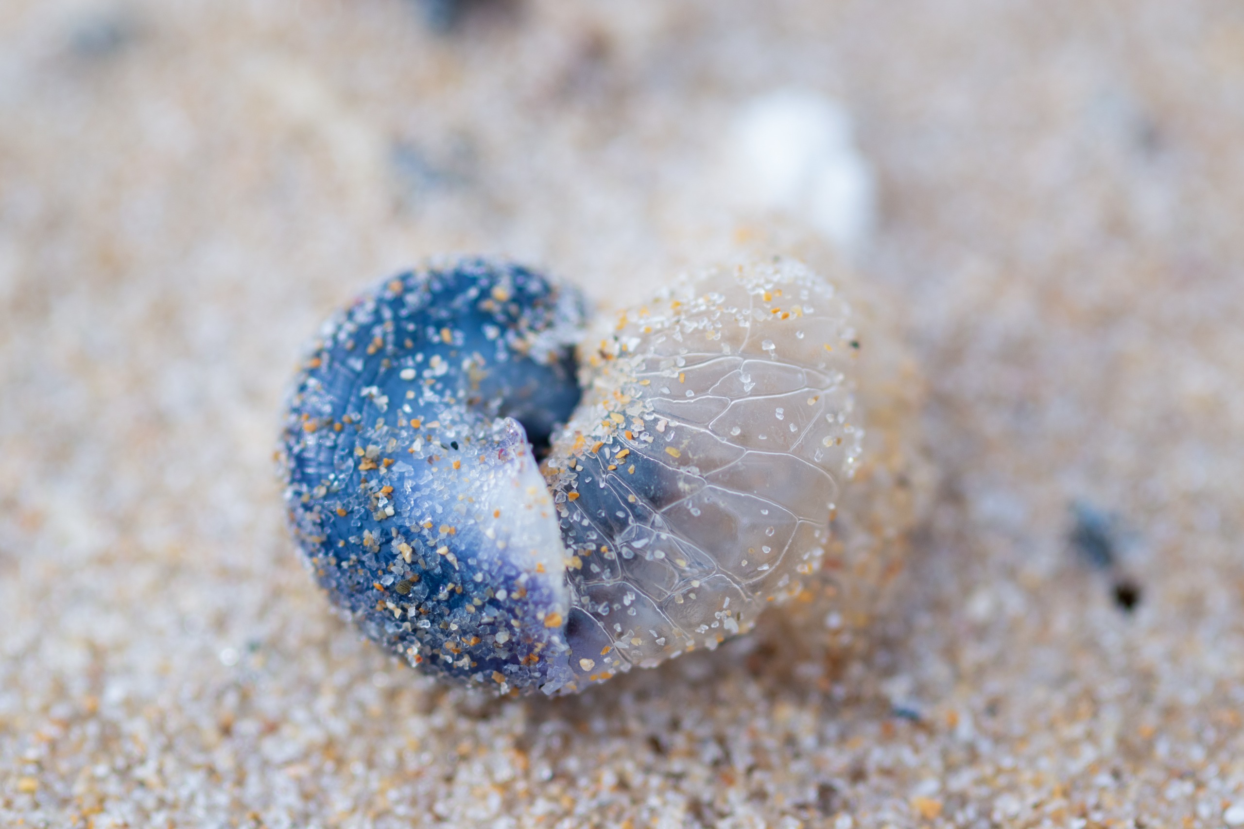 fotografia-macro-concha-areia