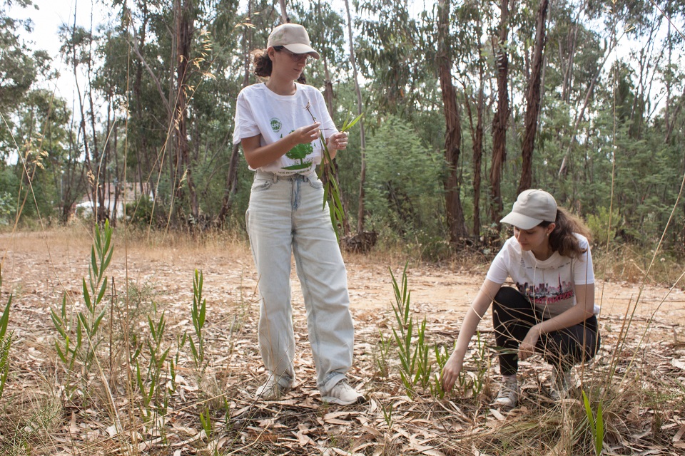 voluntários na recolha de sementes de flora nativa de genética local