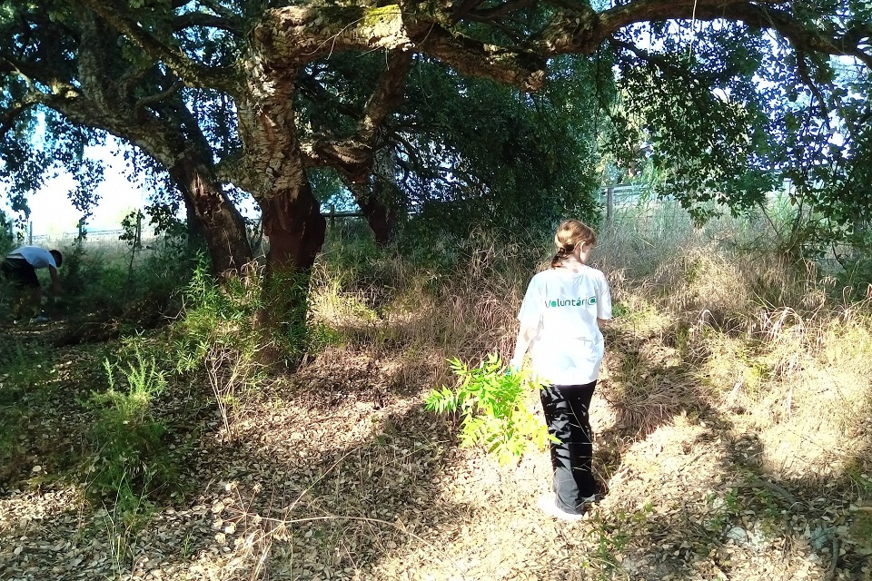 voluntários a limpar parque