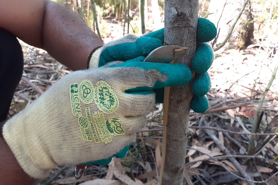 Foto de jovem em atividade de inventariação e restauro ambiental