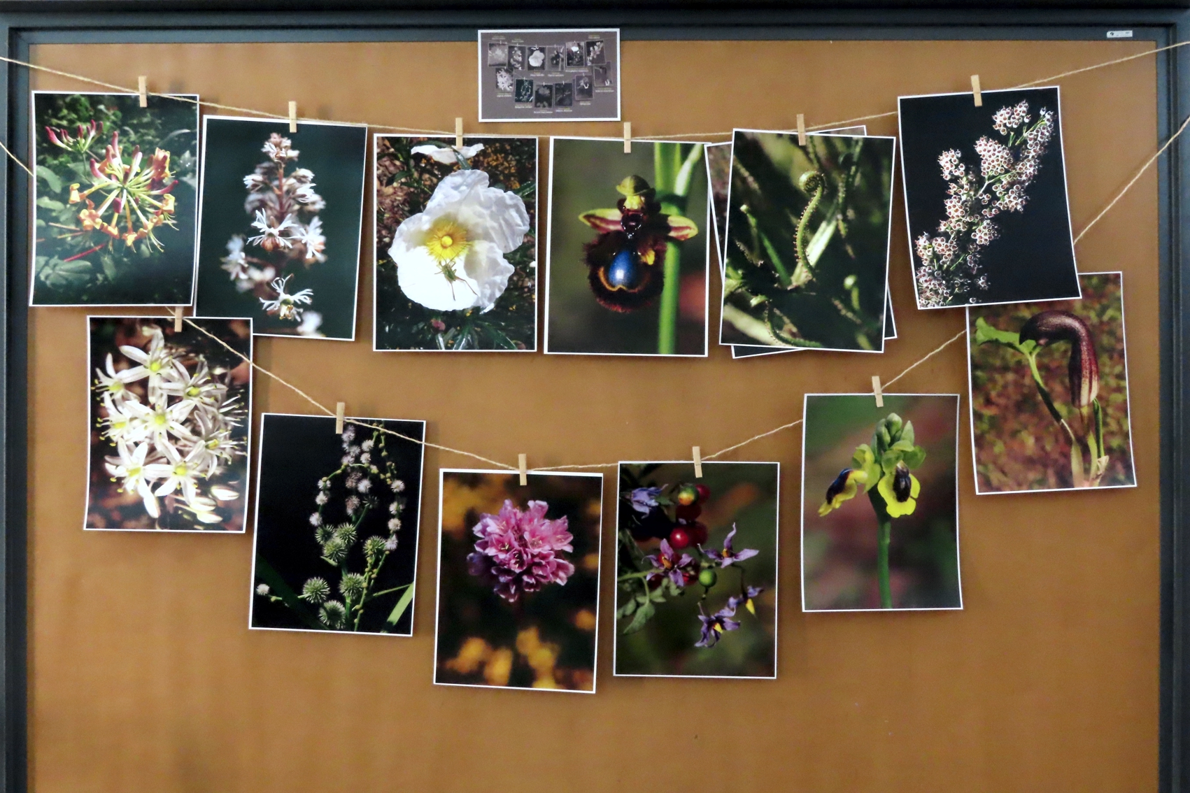 Várias imagens de plantas expostas num placard, penduradas num cordel.