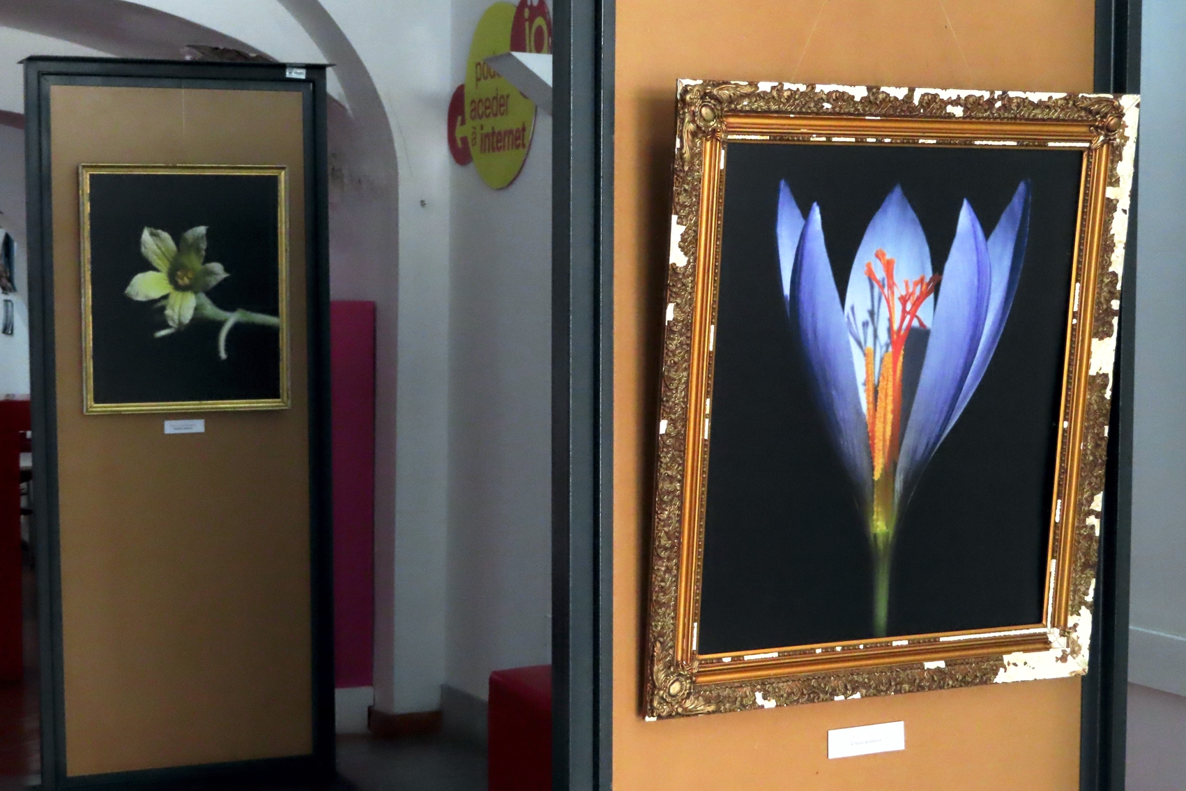 Dois placards com a imagem de uma planta cada um, Açafrão-bravo (Crocus Serotimus) e Pepino-de-são-gregório (Ecballium Elaterium).