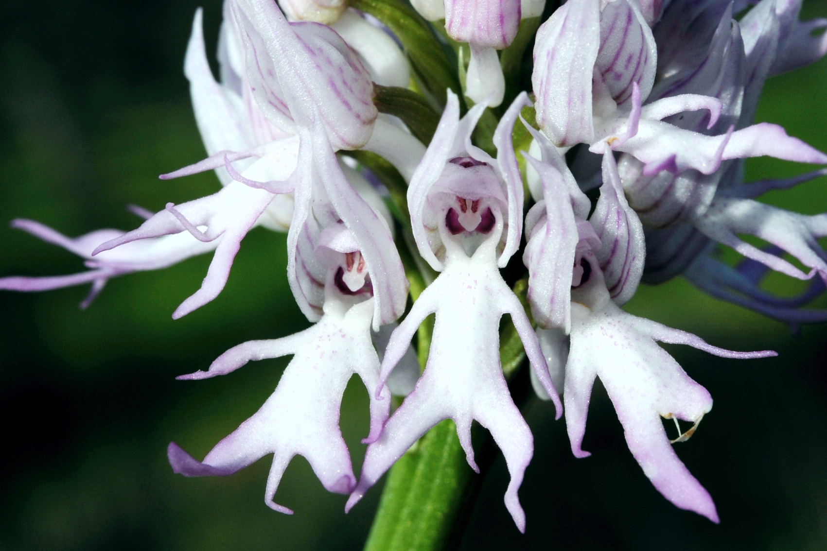 Imagem da planta Flor-dos-macaquinhos (Orchis Itálica).