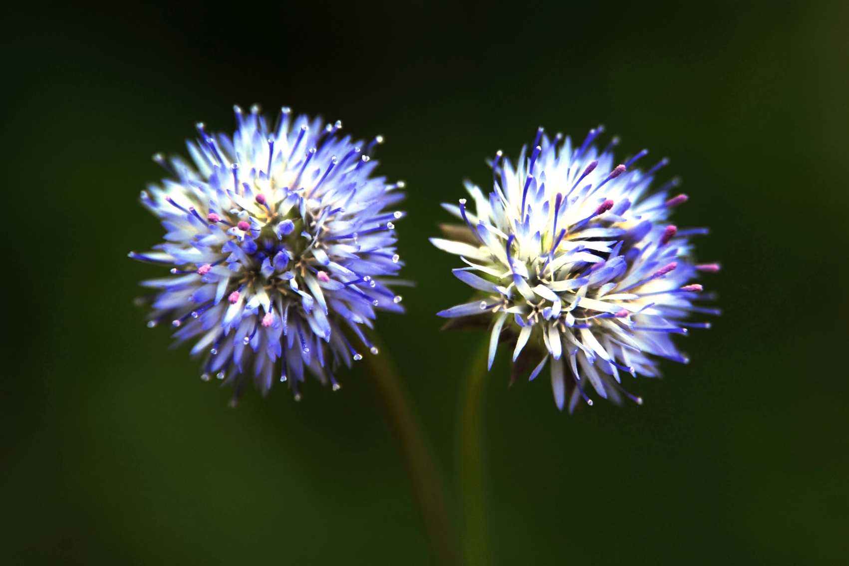 Imagem da planta Botão-azul (Jasione Montana).